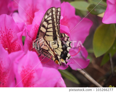鳳蝶從杜鵑花中吸取花蜜 103266277