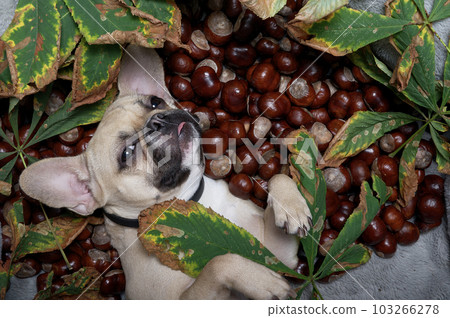 A French bulldog dog lies among a large number of brown chestnut fruits and fallen autumn chestnut leaves.  103266278