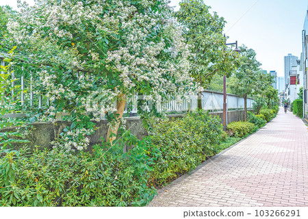 Kanda River Four Seasons Road 103266291