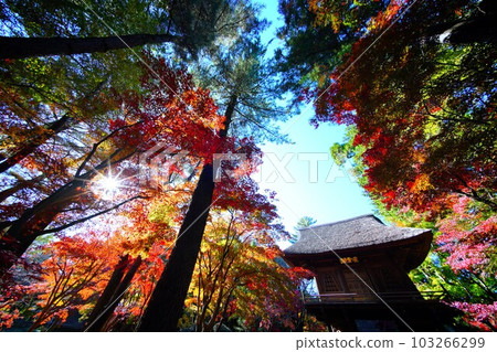 Hiraina寺廟在秋天 Hiraina寺廟在秋天 103266299