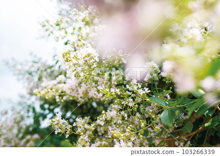 神田川四季路 103266339