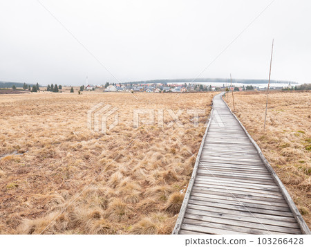 Wooden path in peat bog near Bozi Dar in misty morning, Ore Mountains Wooden path in peat bog near Bozi Dar in misty morning, Ore Mountains 103266428