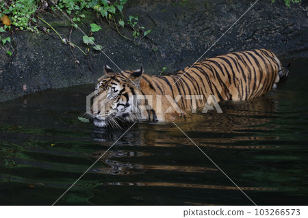 Close up Indochinese tiger is beautiful animal and dangerous Close up Indochinese tiger is beautiful animal and dangerous 103266573