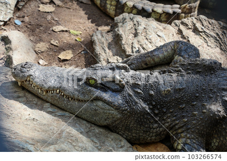 The thai crocodile rest on the garden 103266574