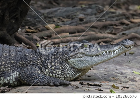 The thai crocodile rest on the garden The thai crocodile rest on the garden 103266576