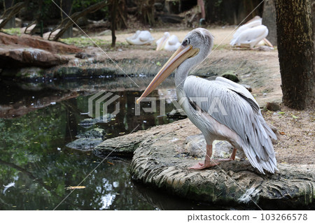 The great white pelican bird in garden at thailand The great white pelican bird in garden at thailand 103266578