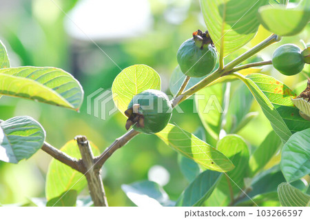 guava tree, MYRTACEAE or Psidium guajava Linn or guava seed 103266597