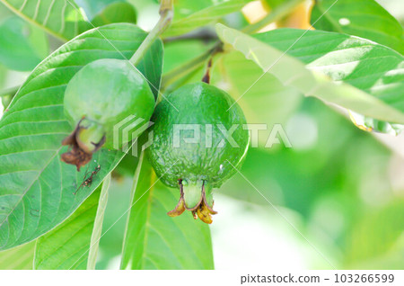 guava tree, MYRTACEAE or Psidium guajava Linn or guava seed 103266599
