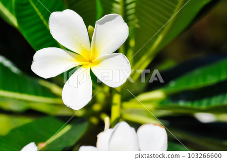 frangipani, frangipani flower or pagoda tree 103266600