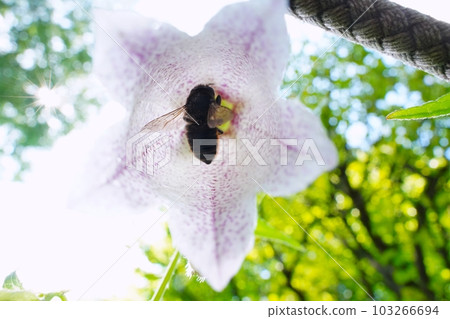Bees and firefly flowers Bees and firefly flowers 103266694