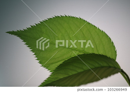 櫻花葉脈 櫻花葉脈 103266949