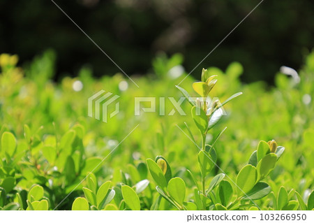 生長植物的新芽 生長植物的新芽 103266950