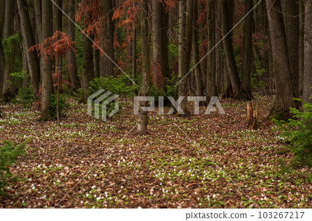 early spring forest natural landscape with first flowers wood anemones early spring forest natural landscape with first flowers wood anemones 103267217