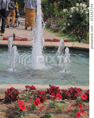 玫瑰園中央湧出的水 103267244