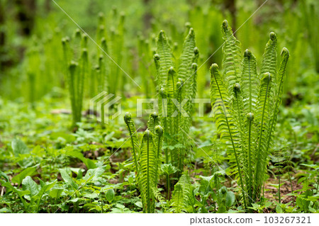 natural spring background, forest landscape with sprouts of ferns 103267321