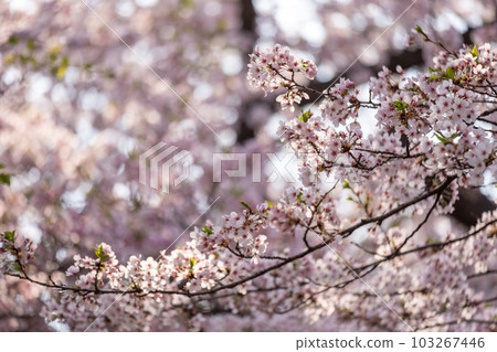 Cherry Blossoms in spring with Soft focus, at Yeongdeungpo Yeouido Spring Flower Festival in Seoul, South Korea Cherry Blossoms in spring with Soft focus, at Yeongdeungpo Yeouido Spring Flower Festival in Seoul, South Korea 103267446