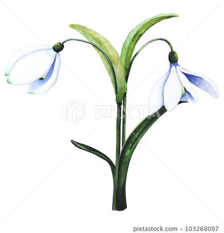 Watercolor snowdrops. Botanical illustration of flowers. Watercolor illustration of a bouquet on a white background. Bud, flower, inflorescence, leaf. For print, design and decor 103268097