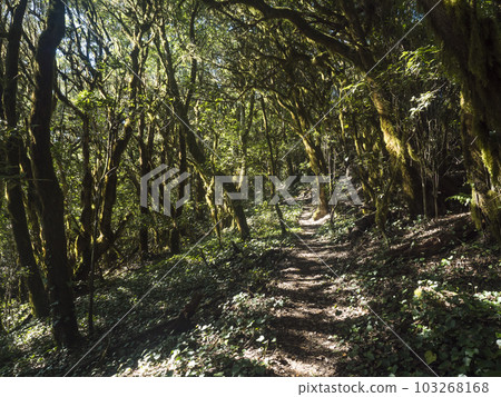Narrow footpath through laurisilva forest with twisted branches of mossy laurel and Erica arborea trees in sunlight. Garajonay National Park, El Bailadero, La Gomera. Canary Islands. Spain. Narrow footpath through laurisilva forest with twisted branches of mossy laurel and Erica arborea trees in sunlight. Garajonay National Park, El Bailadero, La Gomera. Canary Islands. Spain. 103268168