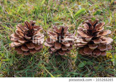 Pinecone 103268265