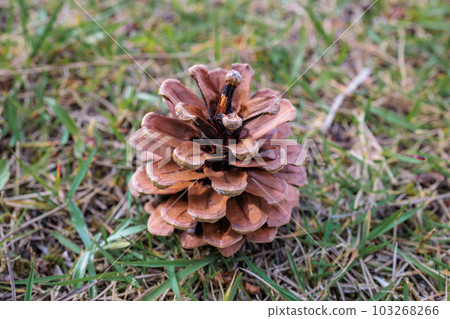Pinecone 103268266