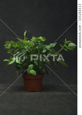 Indoor rose bush in a pot on a dark background 103268313