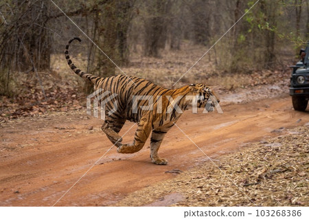 Bengal tiger bounding across track near jeep 103268386