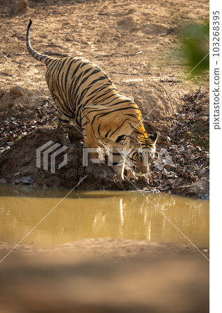 Bengal tiger crouches looking down at waterhole 103268395