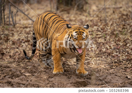 Bengal tiger crouches showing a Flehmen response 103268396