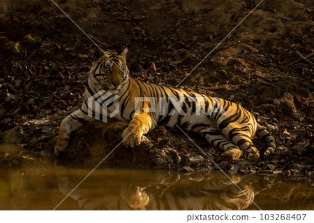 Bengal tiger lies beside waterhole turning head 103268407