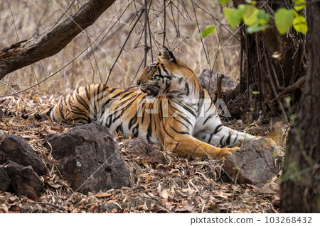 Bengal tiger lies looking round under trees 103268432