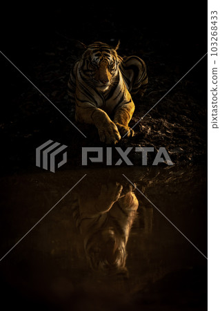 Bengal tiger lies near waterhole casting reflection Bengal tiger lies near waterhole casting reflection 103268433