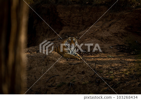 Bengal tiger lies on bank of waterhole 103268434