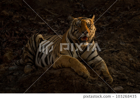 Bengal tiger lies on rocks in half-light Bengal tiger lies on rocks in half-light 103268435