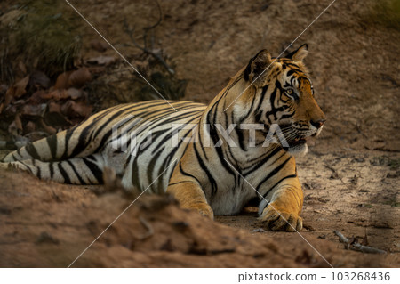 Bengal tiger lies on sand staring ahead Bengal tiger lies on sand staring ahead 103268436