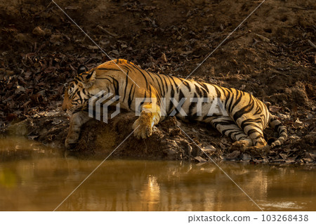 Bengal tiger lies sleeping beside muddy waterhole 103268438