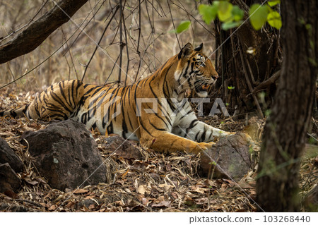 Bengal tiger lies staring ahead under trees Bengal tiger lies staring ahead under trees 103268440