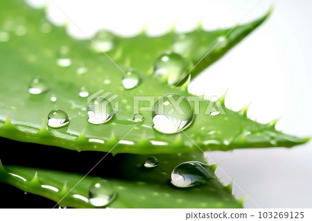Close-up shot of a fresh aloe vera leaf with droplets of water, against a clean white background. Generative AI 103269125