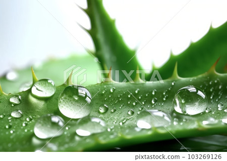 Close-up shot of a fresh aloe vera leaf with droplets of water, against a clean white background. Generative AI Close-up shot of a fresh aloe vera leaf with droplets of water, against a clean white background. Generative AI 103269126