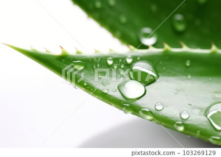 Close-up shot of a fresh aloe vera leaf with droplets of water, against a clean white background. Generative AI Close-up shot of a fresh aloe vera leaf with droplets of water, against a clean white background. Generative AI 103269129