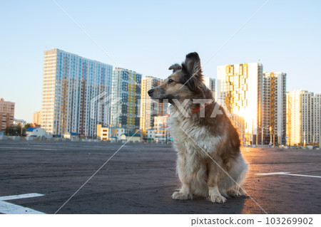 Fluffy dog sitting against backdrop of modern tall buildings 103269902