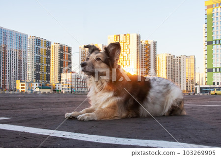 Fluffy dog sitting against backdrop of modern tall buildings Fluffy dog sitting against backdrop of modern tall buildings 103269905