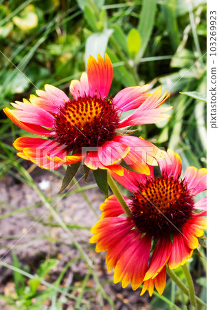 Small red flowers among green leaves closeup Small red flowers among green leaves closeup 103269923
