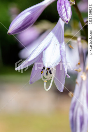 Small purple flowers among green leaves closeup 103269928