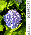 hydrangea   103269962