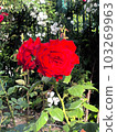 Rose   103269963