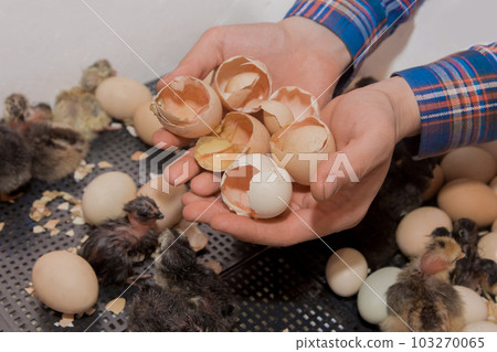The farmer's hands hold a pile of many eggshells of newborn chicken chicks against the background of incubation in an incubator, poultry farming 103270065