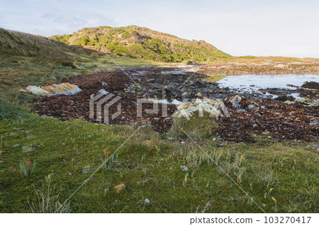 Photograph of Kelp washed up on a rocky shoreline on King Island Photograph of Kelp washed up on a rocky shoreline on King Island 103270417