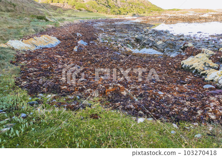 Photograph of Kelp washed up on a rocky shoreline on King Island Photograph of Kelp washed up on a rocky shoreline on King Island 103270418