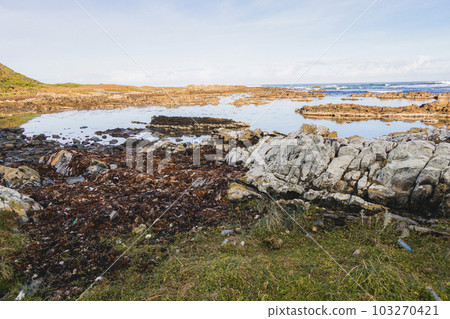 Photograph of Kelp washed up on a rocky shoreline on King Island Photograph of Kelp washed up on a rocky shoreline on King Island 103270421