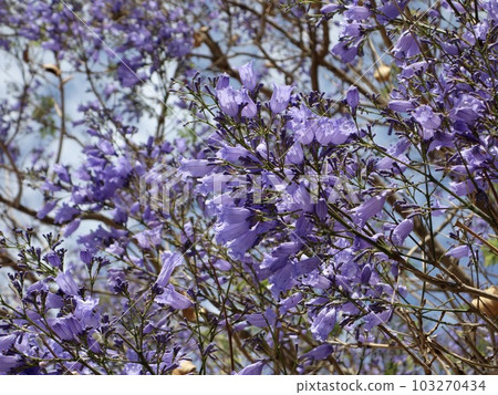 盛開的藍花楹 103270434